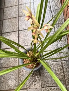 駿河蘭(蘭鉢ごと)NO.2 8/13撮影 メルカリ便発送 駿河蘭(蘭鉢ごと)NO.2 8/13撮影 メルカリ便発送 - メルカリ