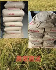 레이와 7 이바라키현산 고시히카리 백미 5kg