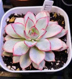 月光女神錦　E 韓国苗　エケベリア　抜き苗