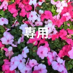 【20】専用20ポット インパチェンスのサムネイル