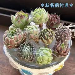 2026年最新】センペルビウム セットの人気アイテム - メルカリ