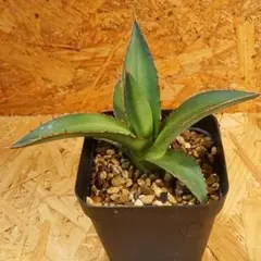 アガベ パリー ホーチエンシス ウェイクフィールド 実生株 多肉植物