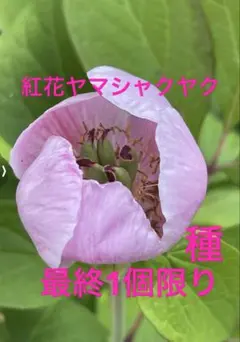 2025年最新】ヤマシャクヤクの人気アイテム - メルカリ