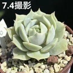ローラ 抜き苗 小苗 多肉植物 エケベリアのサムネイル