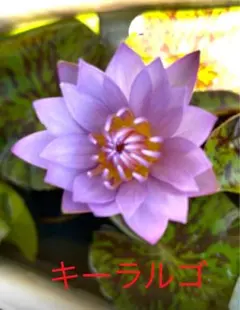 モカモカ様 リクエスト 2点 まとめ商品