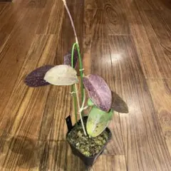 2026年最新】品種名：ホヤ その他観葉植物の人気アイテム - メルカリ