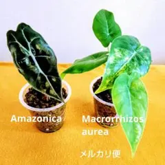 美株 アロカシア メロ オーレア - メルカリ