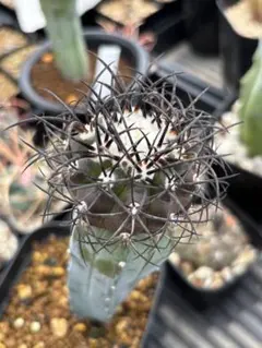 グリセオビオラセア (Copiapoa griseoviolacea)接ぎ降ろし - メルカリ