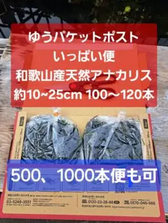 2026年最新】アナカリスの人気アイテム - メルカリ