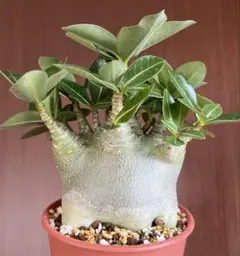 2026年最新】アデニウム ドワーフの人気アイテム - メルカリ