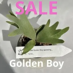 2026年最新】ゴールデンボーイ ビカクシダの人気アイテム - メルカリ