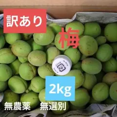 【訳あり】梅　梅仕事　岩手県産　２kg　⑥のサムネイル