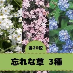 忘れな草の花種◆3種