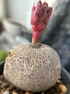 2026年最新】ユーフォルビア薔薇大戟の人気アイテム - メルカリ