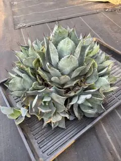 2026年最新】コンフェデレートローズの人気アイテム - メルカリ