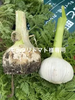 キュウリトマト様専用です