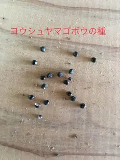 ヨウシュヤマゴボウの種　30個のサムネイル