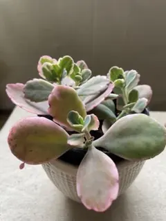 多肉植物 胡蝶の舞錦 - メルカリ