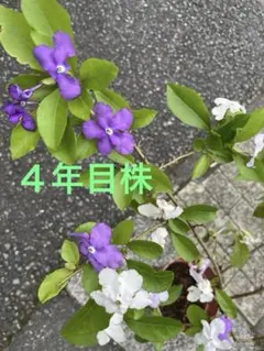 ニオイバンマツリ（匂蕃茉莉）大きな苗木 土から87cm 5月24日撮影【花蕾付】 ニオイバンマツリ（匂蕃茉莉）大きな苗木 土から87cm 5月24日撮影【花