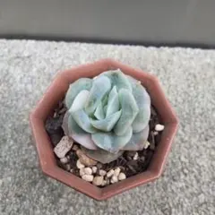 2025年最新】ラブリーローズ錦の人気アイテム - メルカリ