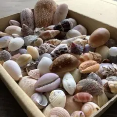 No581 箱いっぱい 天然貝殻 セット