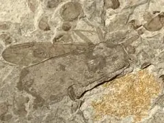 希少】アメリカ ワイオミング州 絶滅古代魚の良質化石 ⑱ - メルカリ
