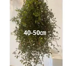 ワイヤープランツ　長さ40-50㎝　50本以上 ネコポスに入るだけ