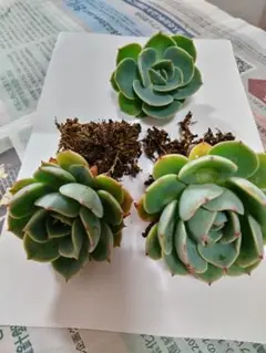 2026年最新】七福神多肉植物の人気アイテム - メルカリ