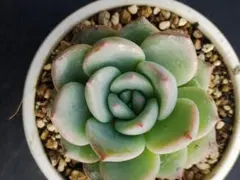 多肉植物 ラウリンゼ✕ざわわ 抜き苗 おらいさん青札 札無し - メルカリ