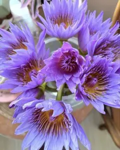 睡蓮の苗1個(Nymphaea Evolet ) - メルカリ