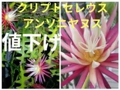 メル☆育(元37757)様 リクエスト 2点 まとめ商品