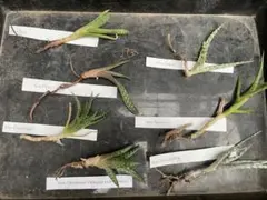 アロエ　7種セット　抜き苗のサムネイル