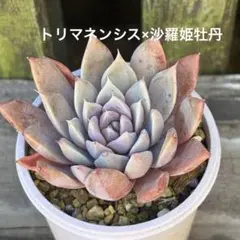 2026年最新】沙羅姫牡丹の人気アイテム - メルカリ