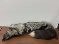 アライグマの毛皮 インテリア - メルカリ