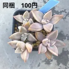 2025年最新】多肉植物 朧月の人気アイテム - メルカリ