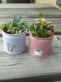 多肉植物　寄せ植え　セットのサムネイル