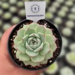 Top【選抜株】多肉植物 362454スカーレット リリー104個 鉢無し/脱土