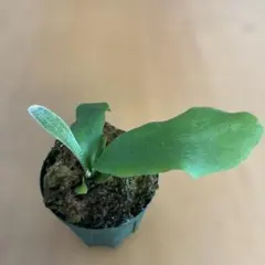 ビカクシダ SSフーン Platycerium SS Foong Spore - メルカリ