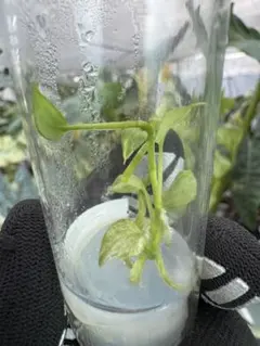 hinanami様 リクエスト 2点 まとめ商品