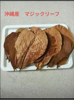 無農薬 国産マジックリーフ モモタマナ 多め発送 水質改善 25 枚