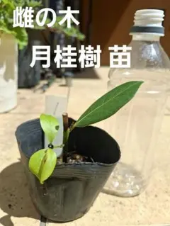 雌株 ローレル 月桂樹 苗 株立ち シンボル ツリー 月桂樹 鉢植え