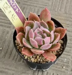 ✿*✿様 風の花　ミックスベリア　抜き苗　おらいさん苗