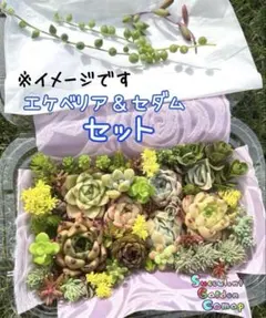 211.多肉弁当・寄せ植えに・多種類・セダム・エケベリア