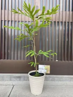 グレビレア ゴールド　ベイリアナ　鉢植え 常緑樹 観葉植物のサムネイル