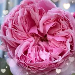 レア【バラ挿木苗】 DA ER 切花品種 イングリッシュローズ バラ 苗 ③