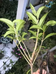 人気　千葉北西部で地植えのキンモクセイ　金木犀　挿し穂 カット枝 余裕の2～3本のサムネイル