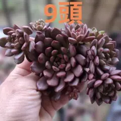 ピンクルルビー　群生苗　多肉植物