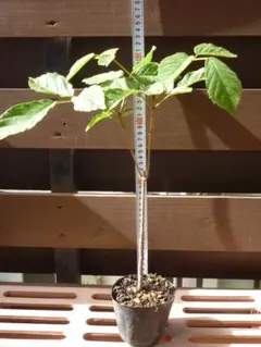 benbe様 リクエスト 2点 まとめ商品