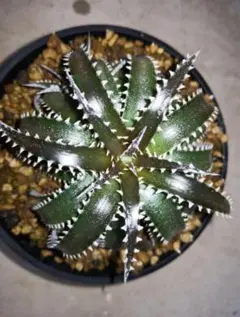 Dyckia 'California' #250522_04 - メルカリ