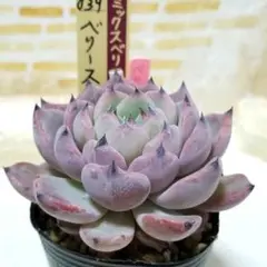 ゆーきち＊植物GW後まで発送中止様 リクエスト 2点 まとめ商品